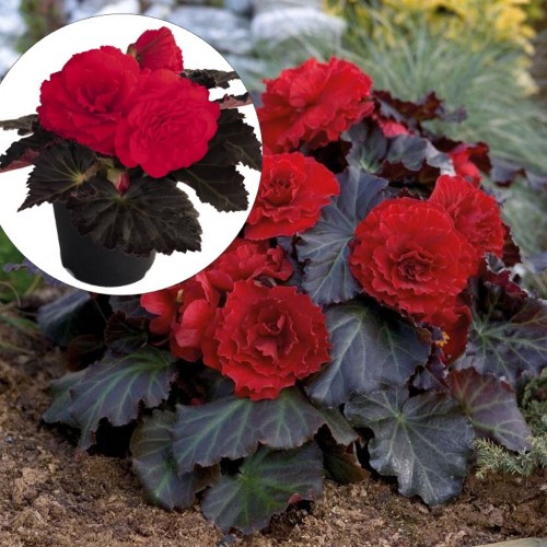 Begonia tuberhybrida 'Nonstop® Mocca F1 Cherry' - Mugulbegoonia 'Nonstop® Mocca F1 Cherry'